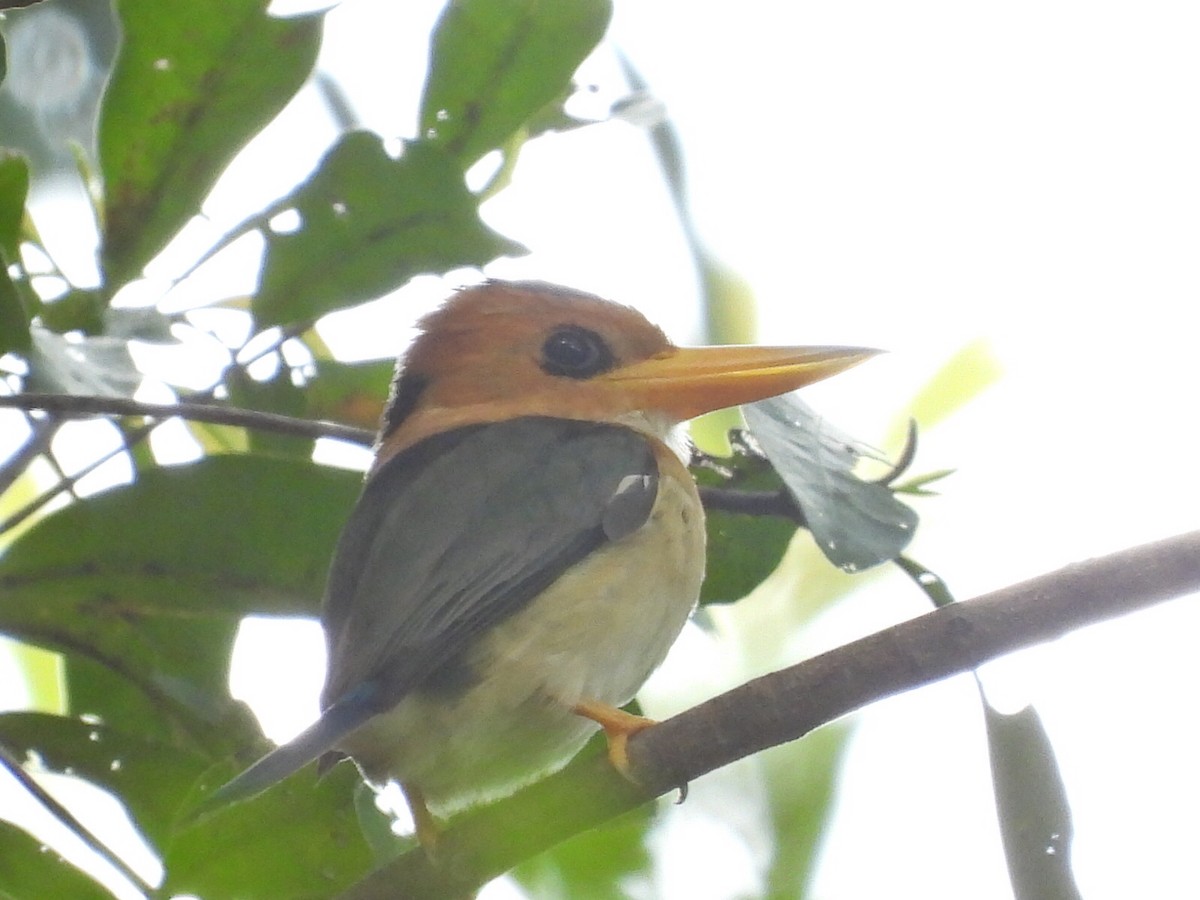 Yellow-billed Kingfisher - ML609346527