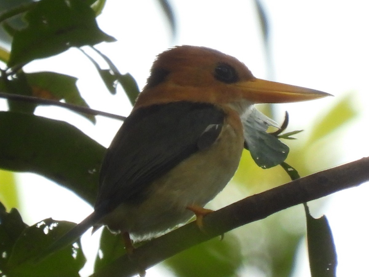 Yellow-billed Kingfisher - ML609346528