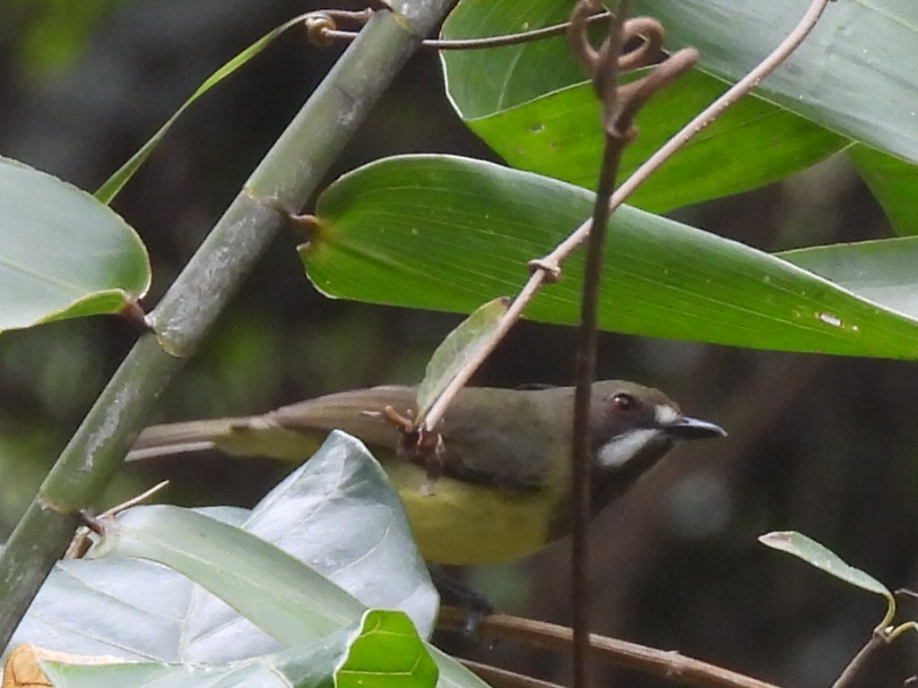 Fairy Gerygone - ML609346541