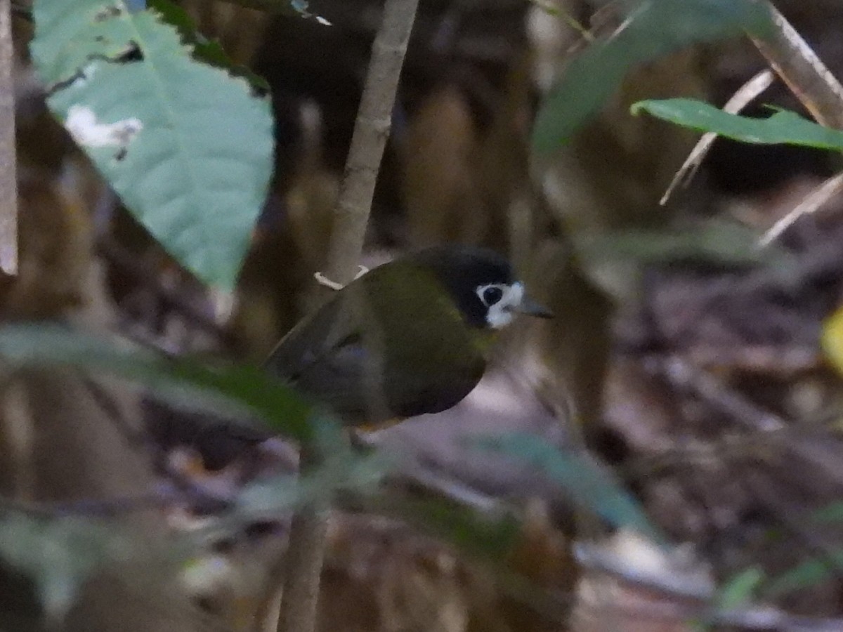 White-faced Robin - ML609346690