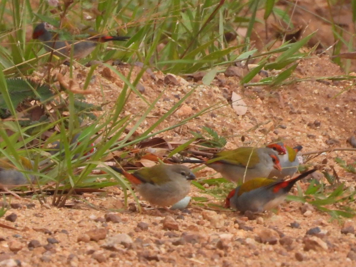 Red-browed Firetail - ML609346759