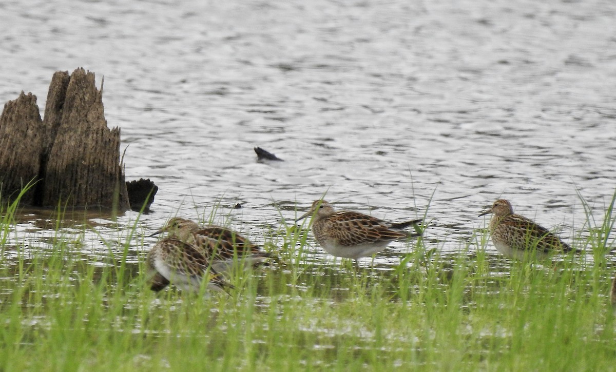 Graubrust-Strandläufer - ML609346835