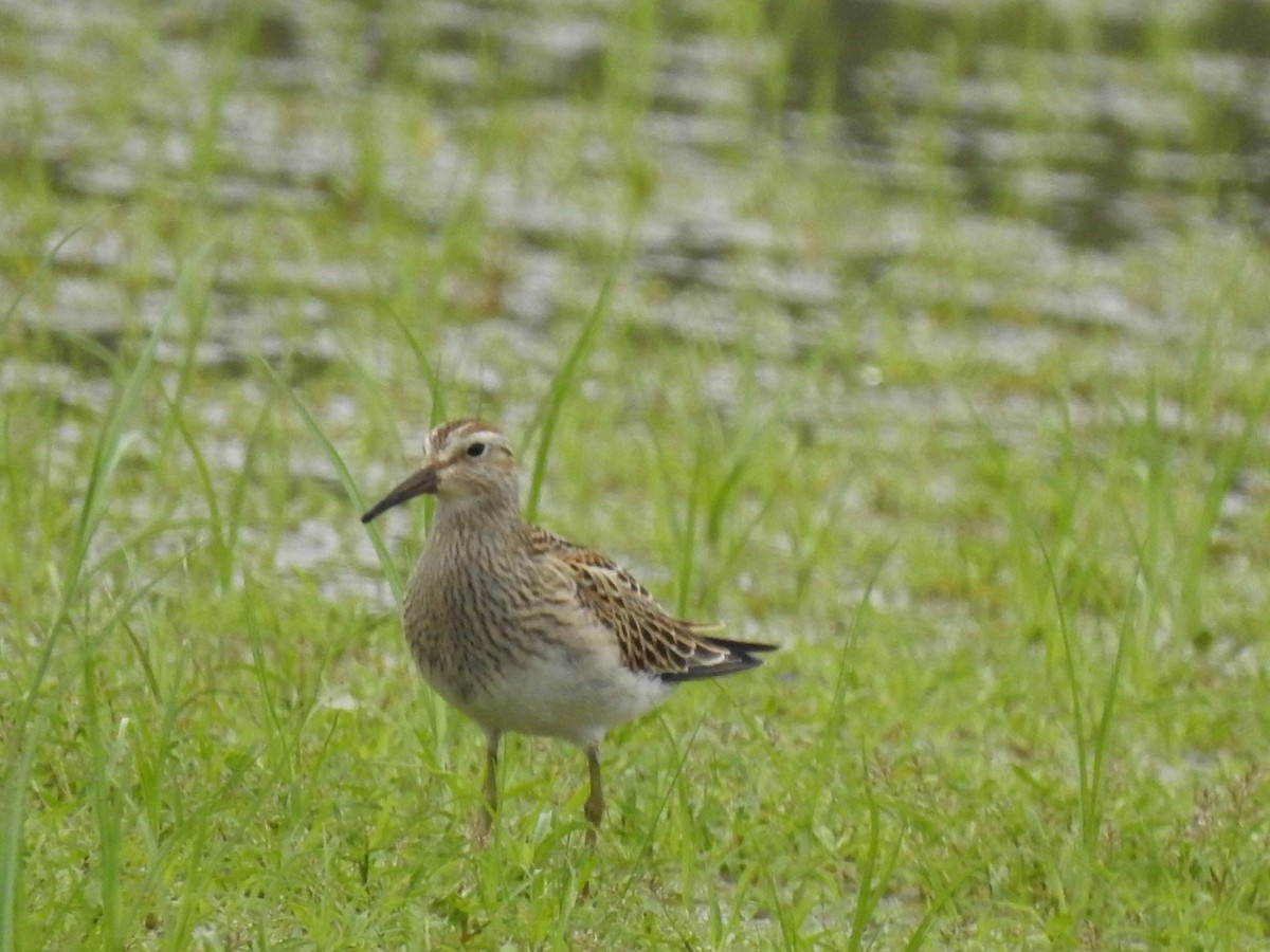 アメリカウズラシギ - ML609346836