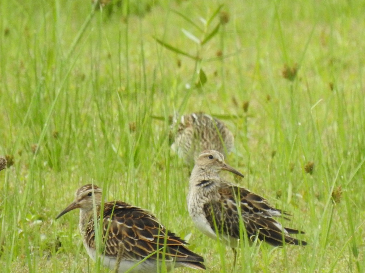 Pectoral Sandpiper - ML609346837