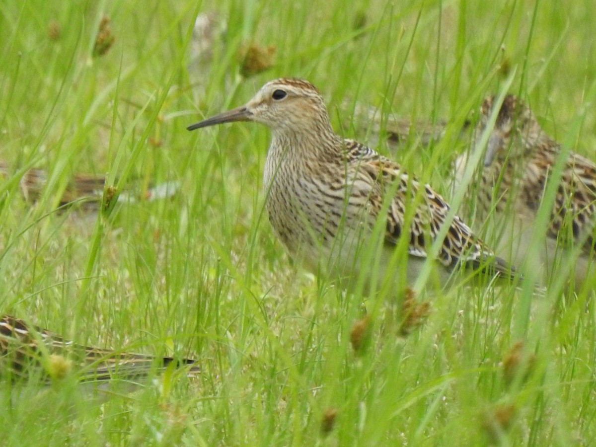 Pectoral Sandpiper - ML609346838