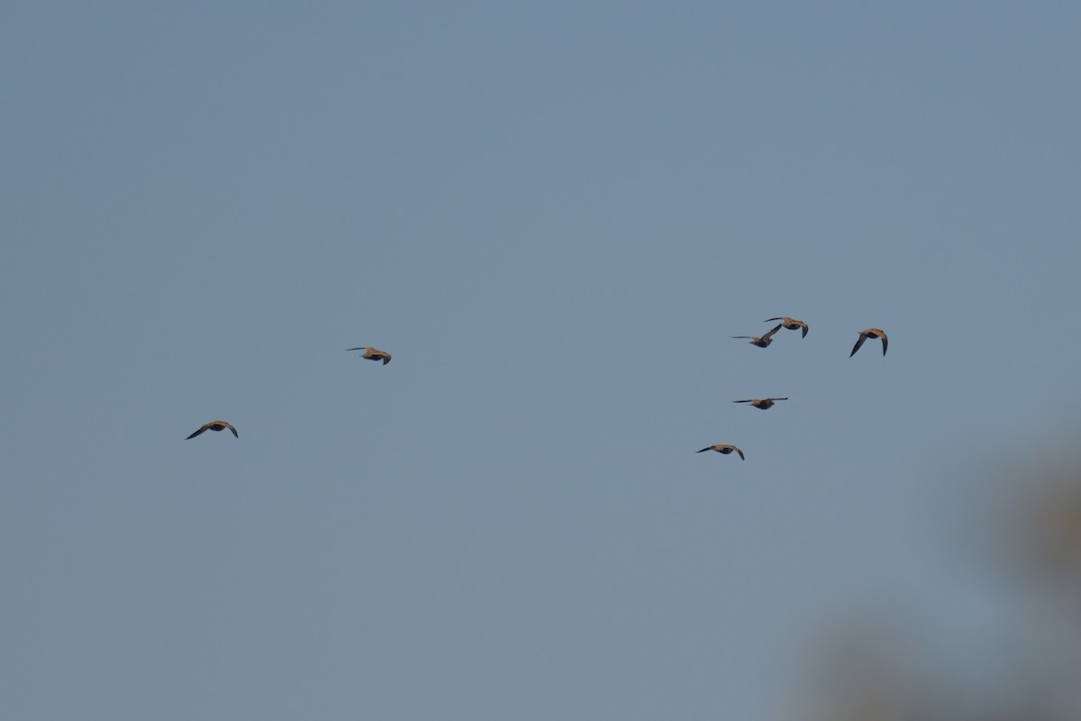 Black-bellied Sandgrouse - ML609346895