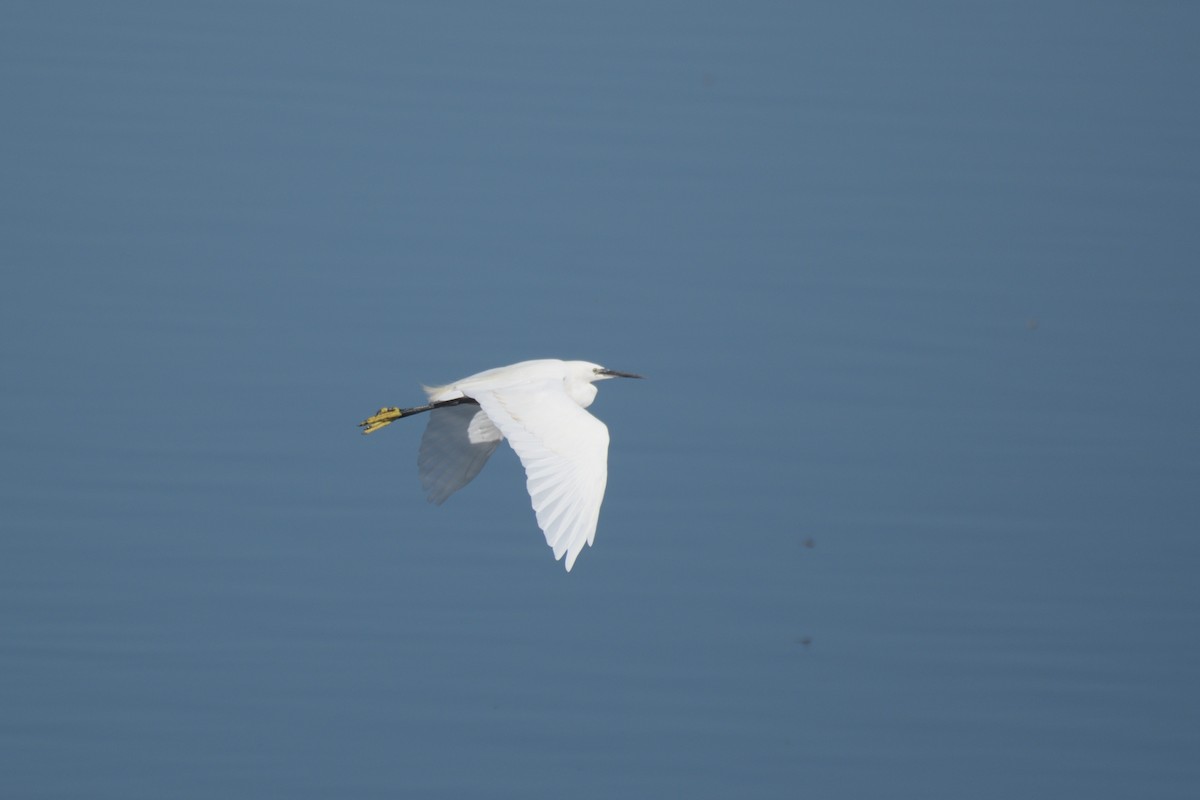 Little Egret - ML609346937