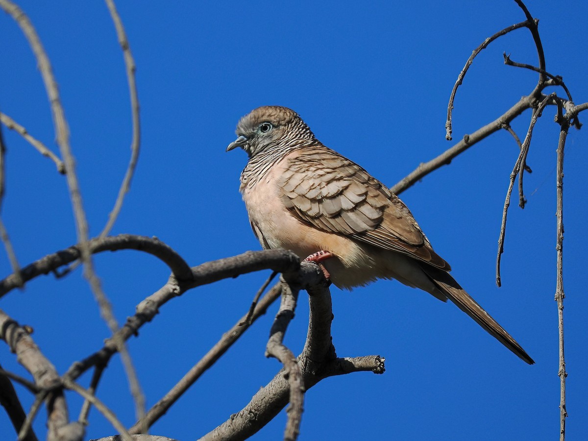 Peaceful Dove - ML609346943