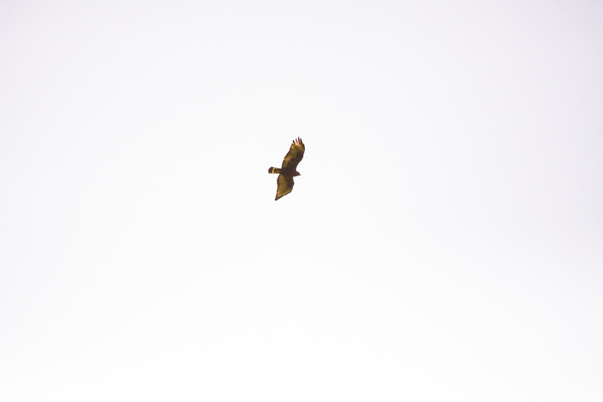 Zone-tailed Hawk - Guy David