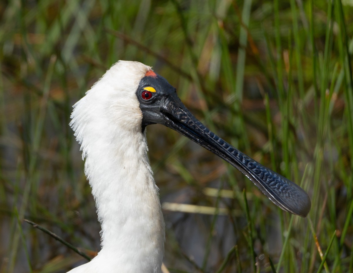 Royal Spoonbill - ML609347174