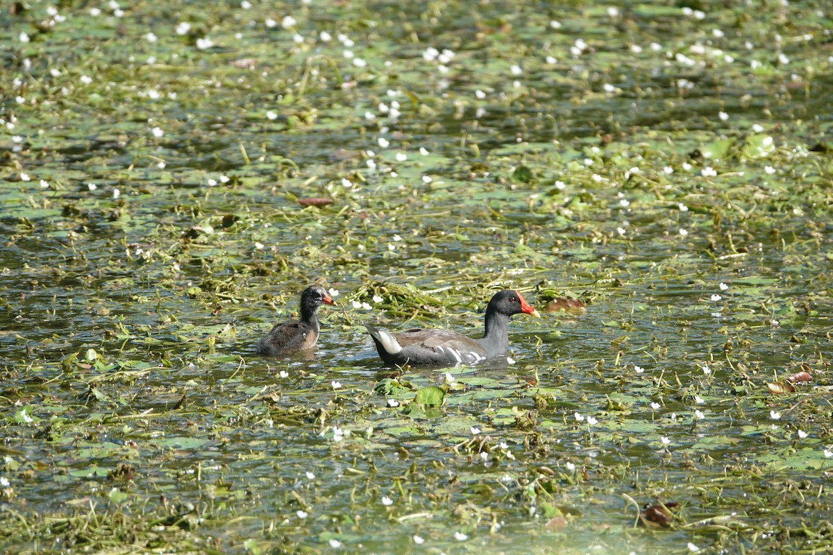 Eurasian Moorhen - ML609347237