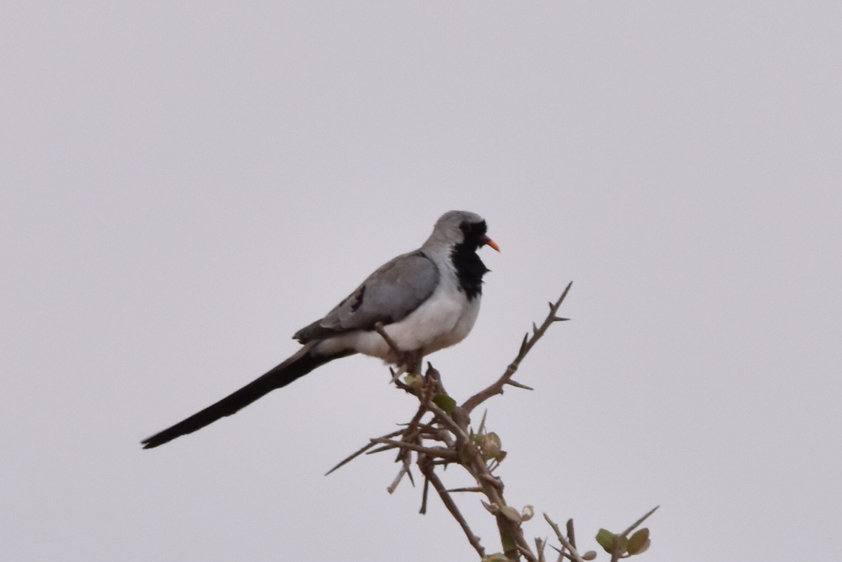 Namaqua Dove - ML609347238