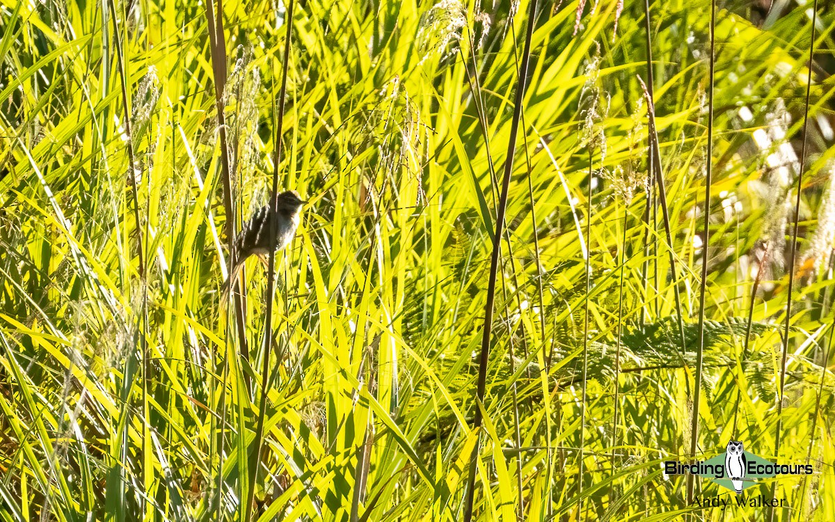 Papuan Grassbird - ML609347241