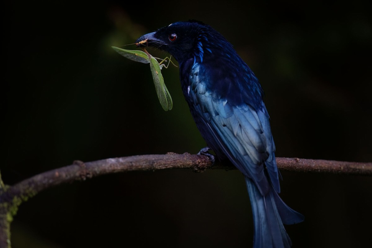 hårdrongo (borneensis) - ML609347281