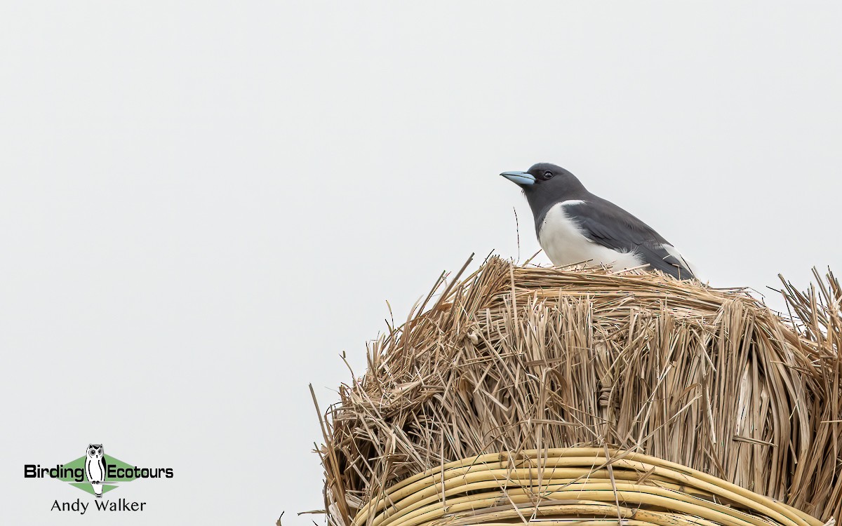 Great Woodswallow - ML609347291