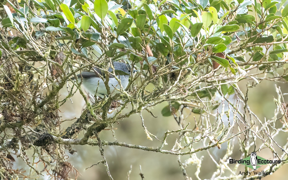 Gray Thornbill - Andy Walker - Birding Ecotours