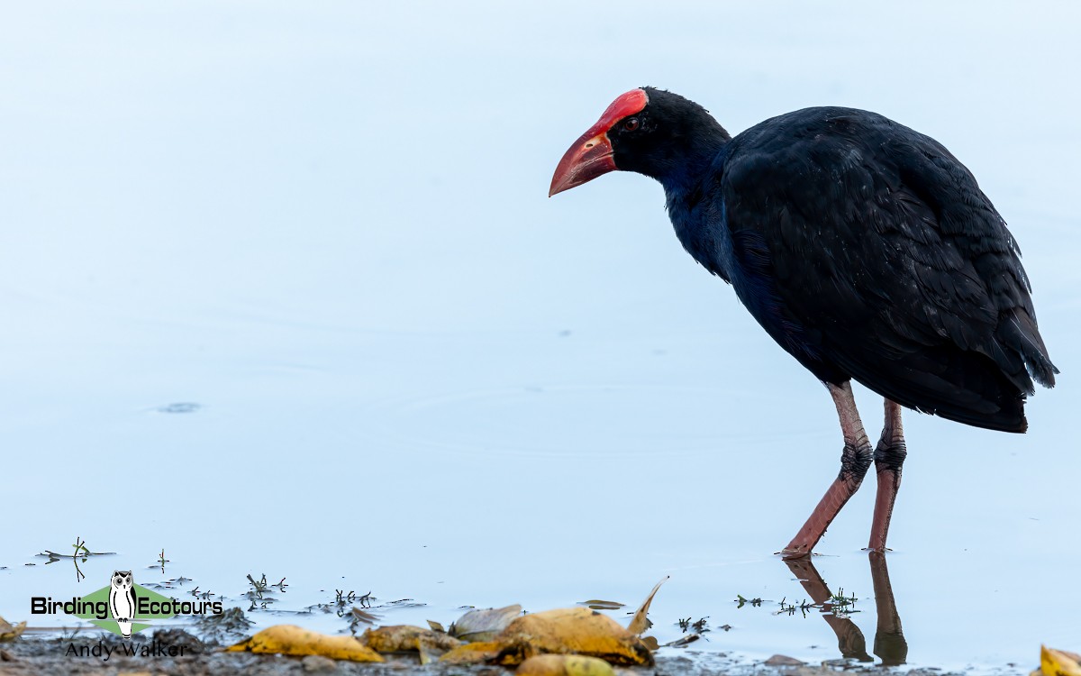 Australasian Swamphen - Andy Walker - Birding Ecotours