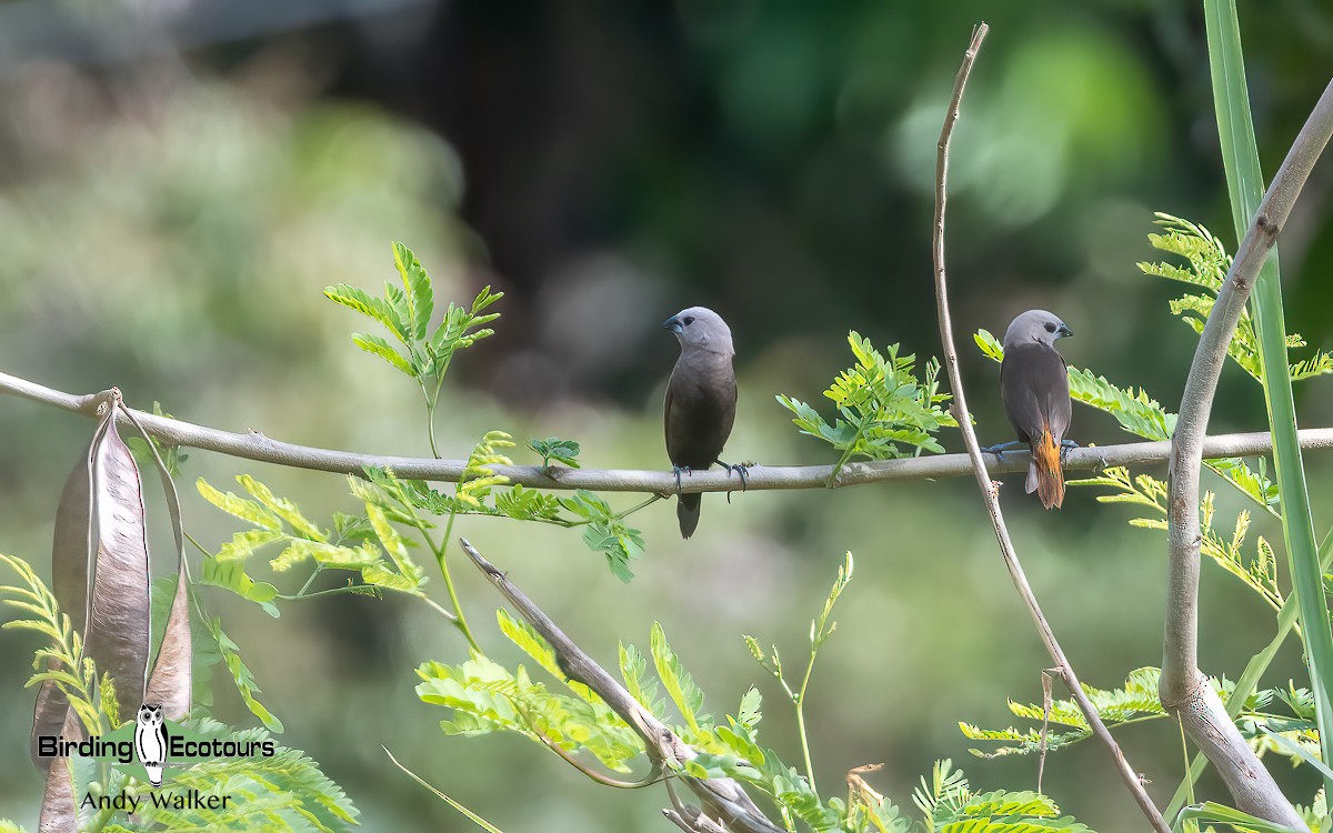 Gray-headed Munia - ML609347445