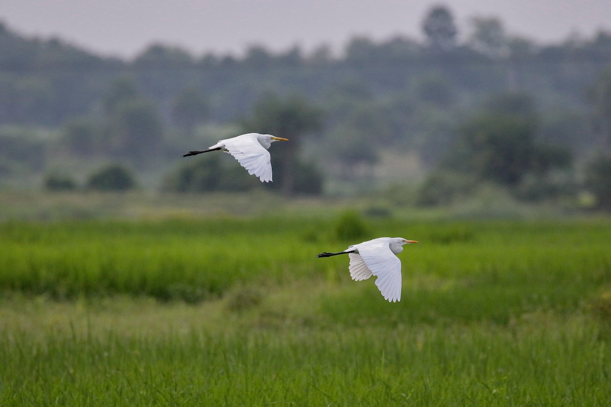 Medium Egret - Arijit Mukhopadhyay