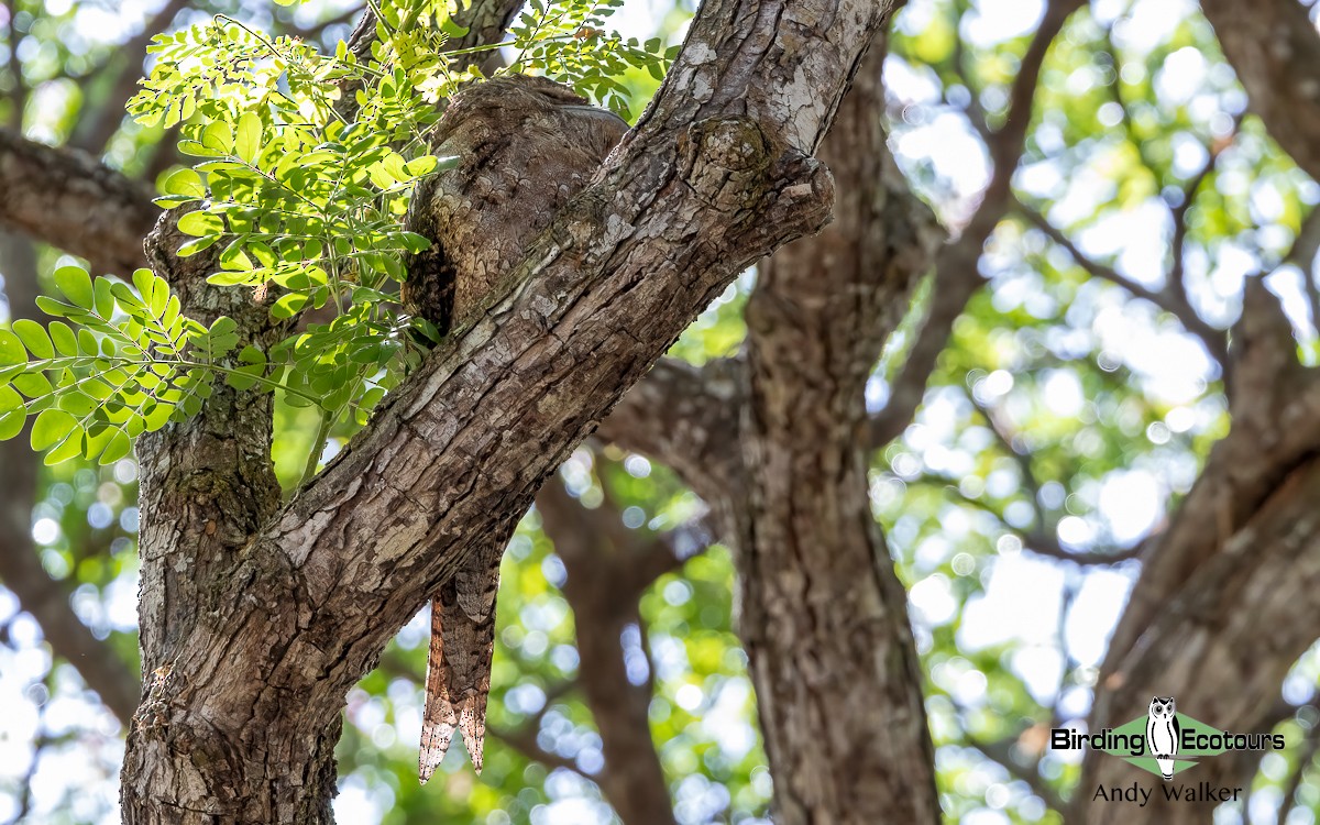 Papuan Frogmouth - ML609347471