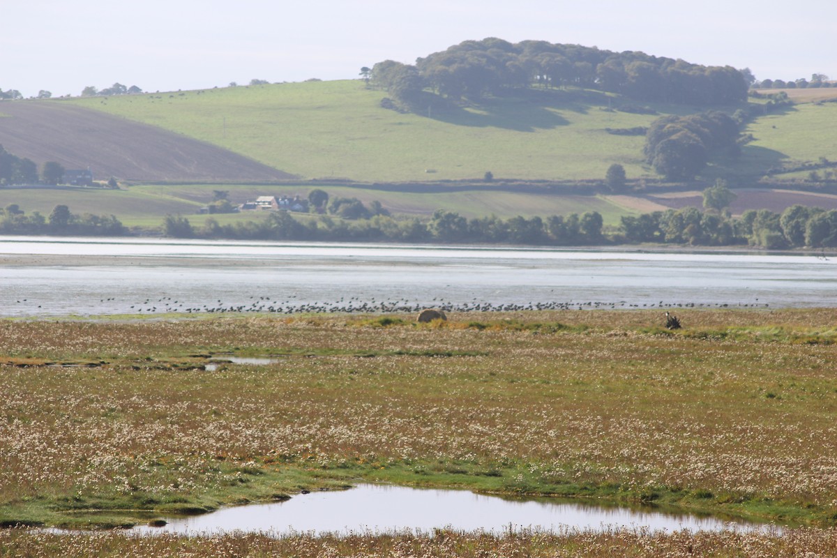 Common Redshank - ML609347501