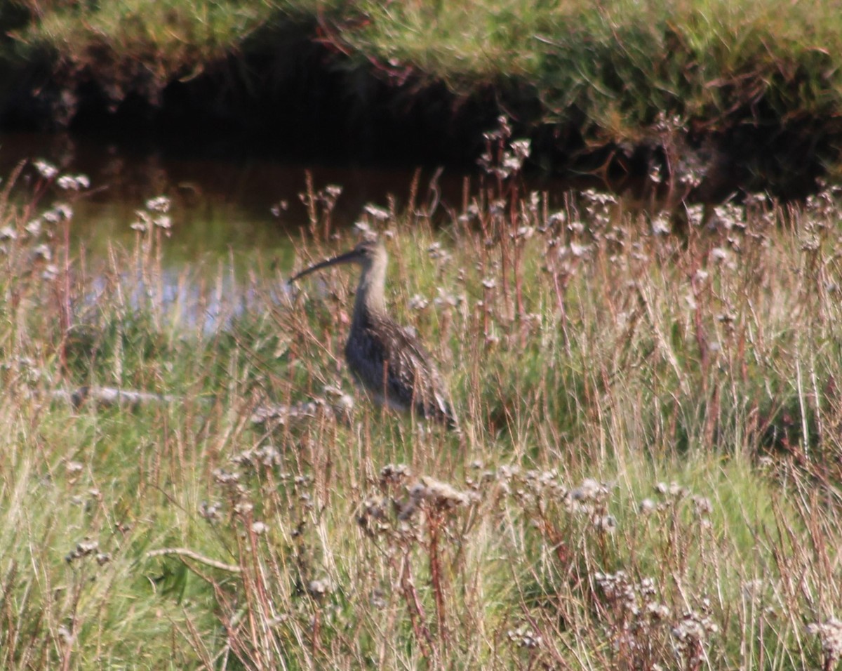 Eurasian Curlew - ML609347510