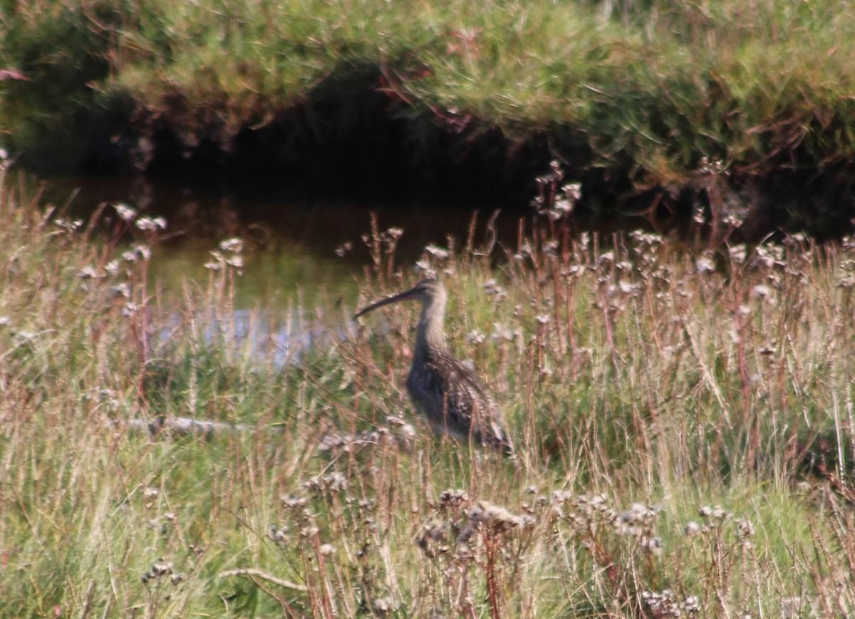 Eurasian Curlew - ML609347511