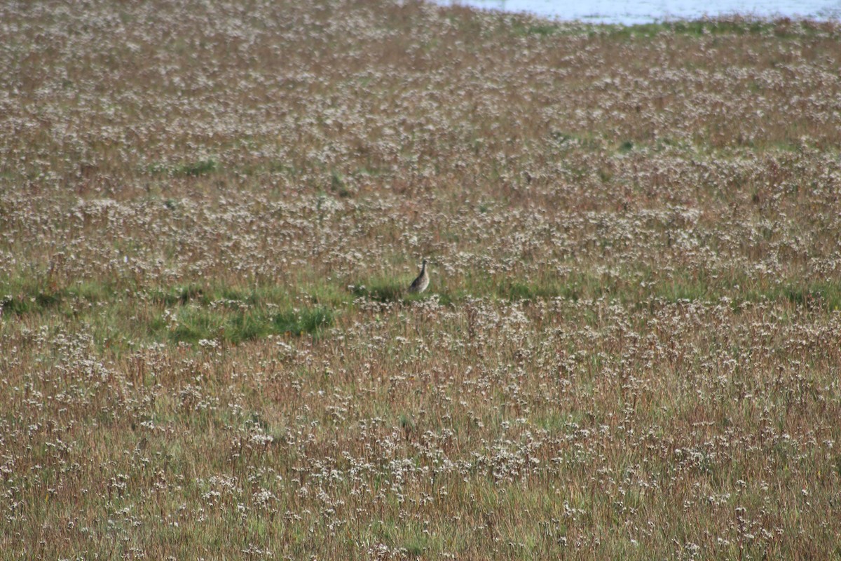 Eurasian Curlew - ML609347512