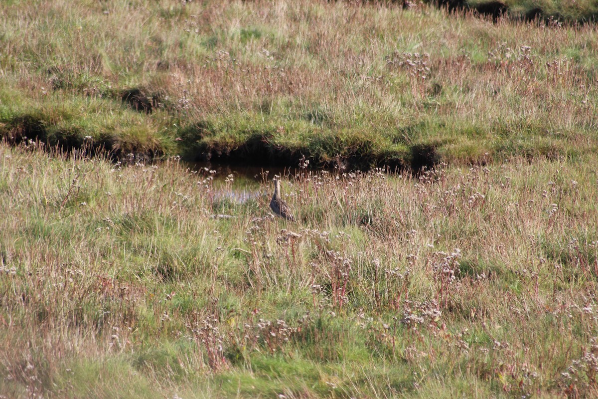 Eurasian Curlew - ML609347513