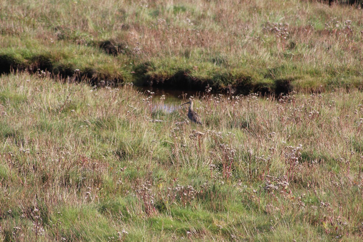 Eurasian Curlew - ML609347514