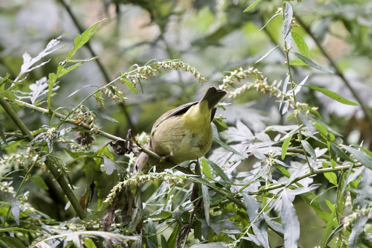 Orange-crowned Warbler - ML609347537