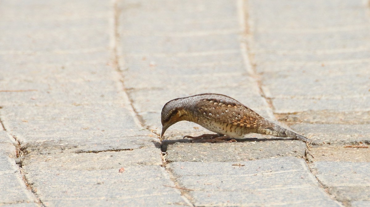 Eurasian Wryneck - ML609347675