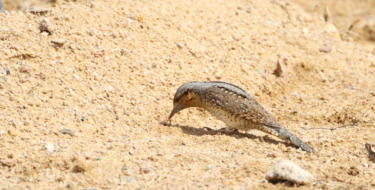 Eurasian Wryneck - ML609347677