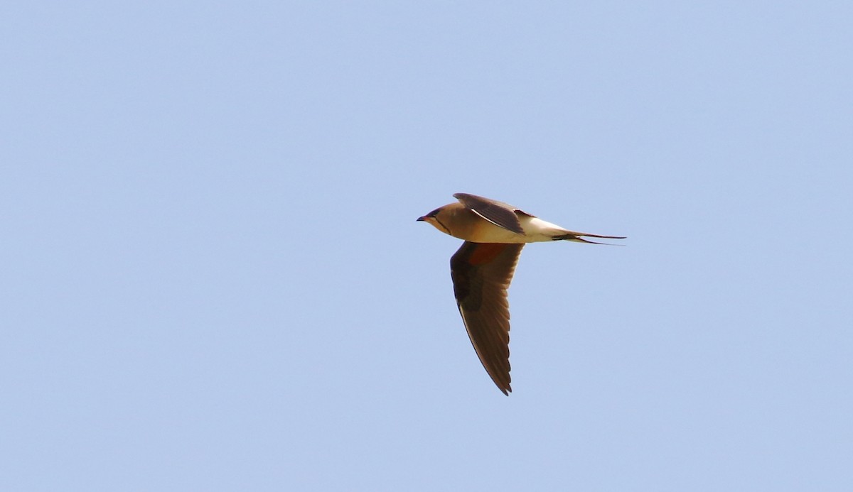 Collared Pratincole - ML609347714