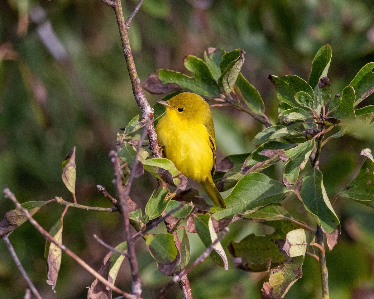 Yellow Warbler - ML609347747