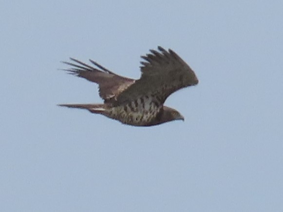 Short-toed Snake-Eagle - Gokhan Goren