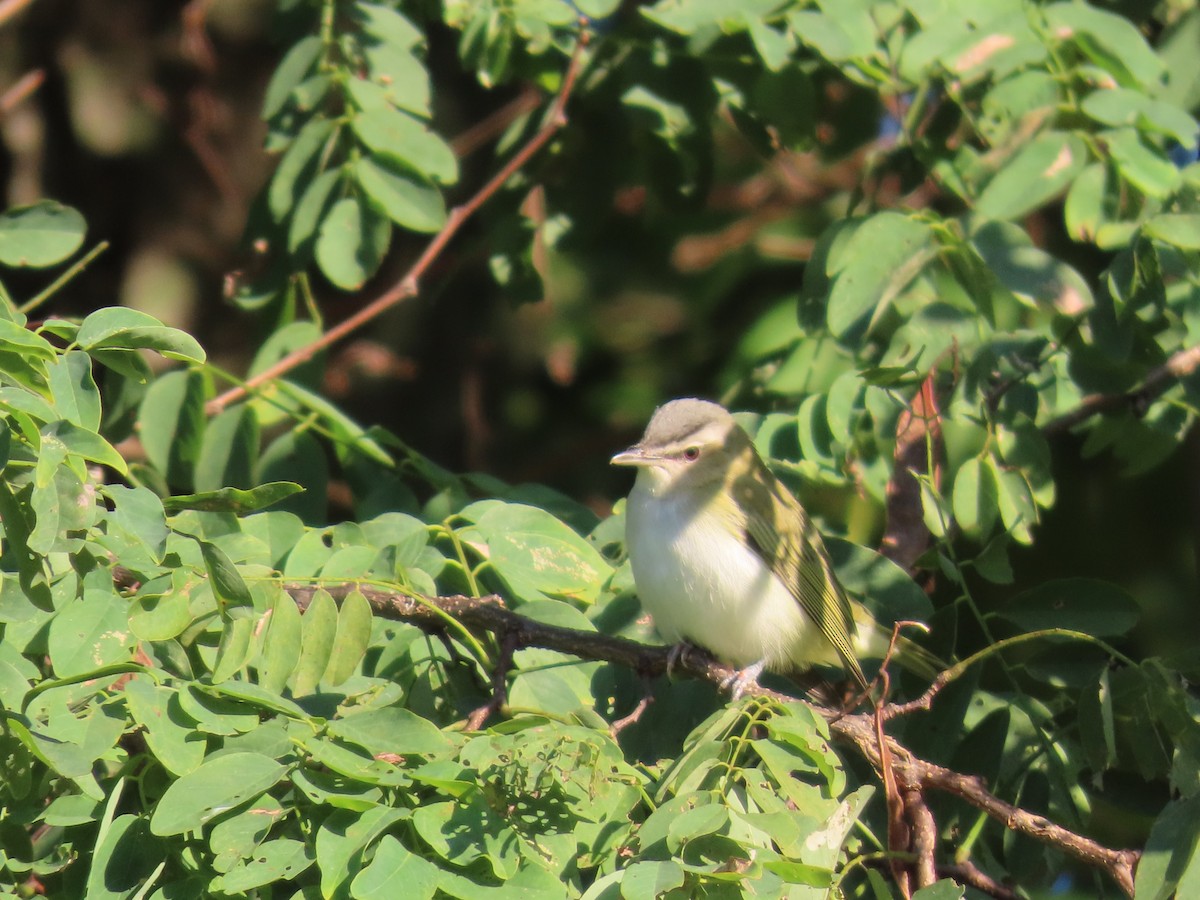 rødøyevireo - ML609347811