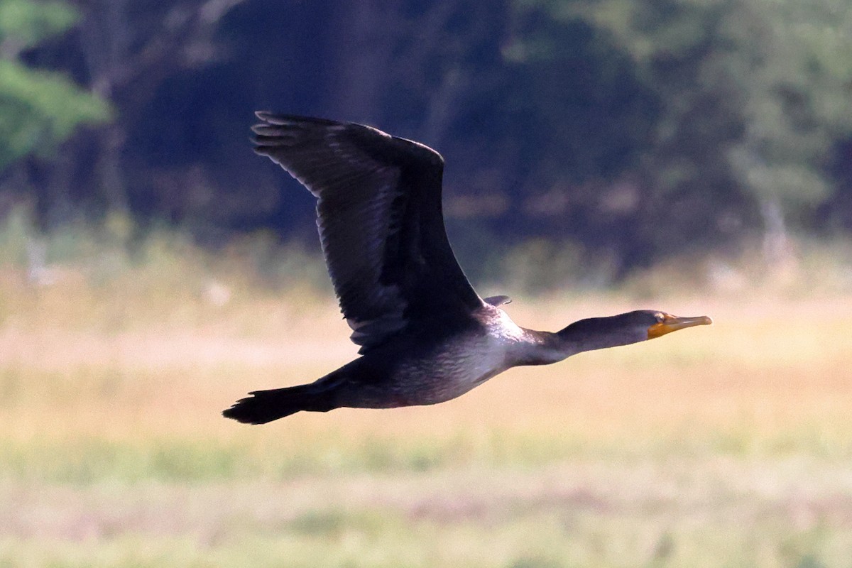 Cormoran à aigrettes - ML609347833