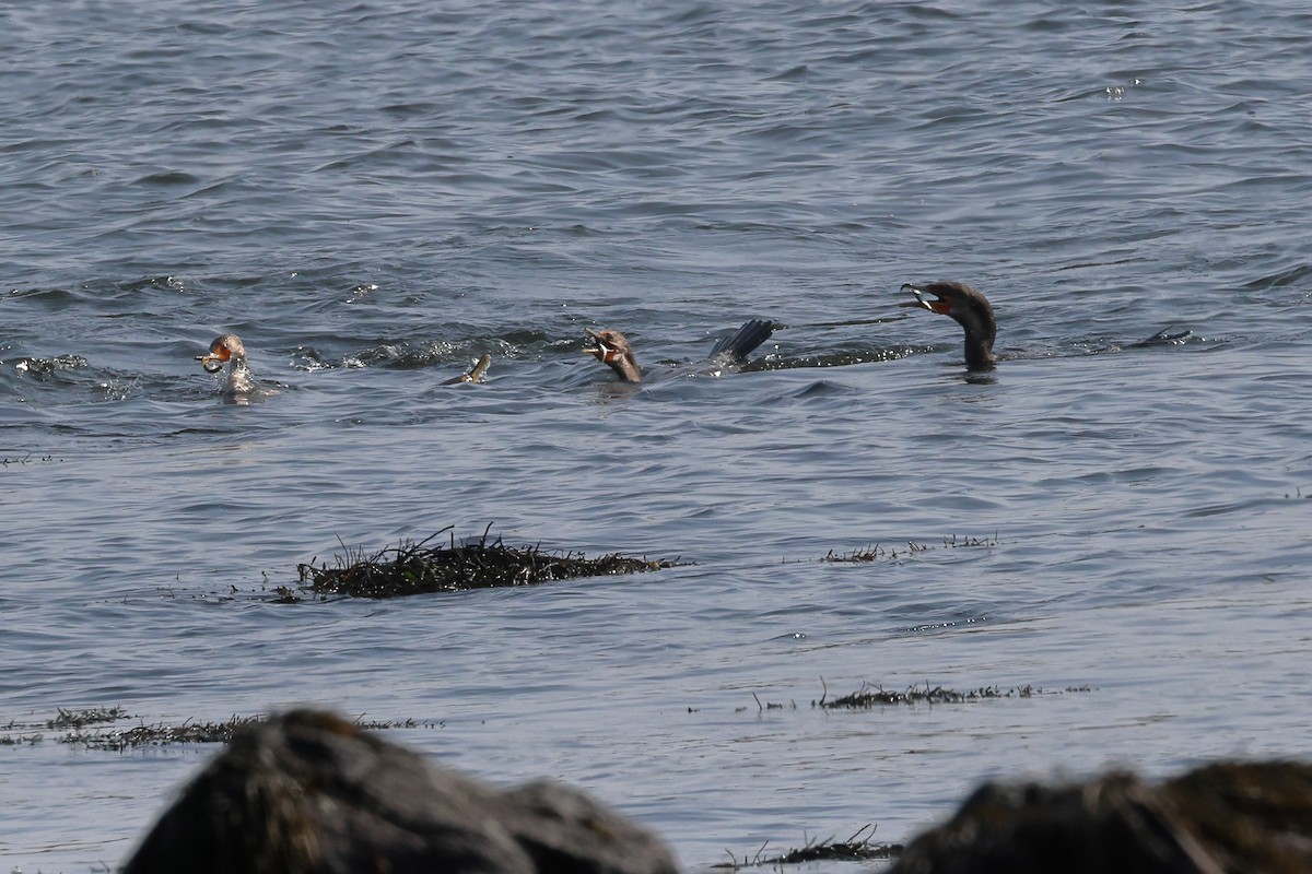 Double-crested Cormorant - Mark Miller