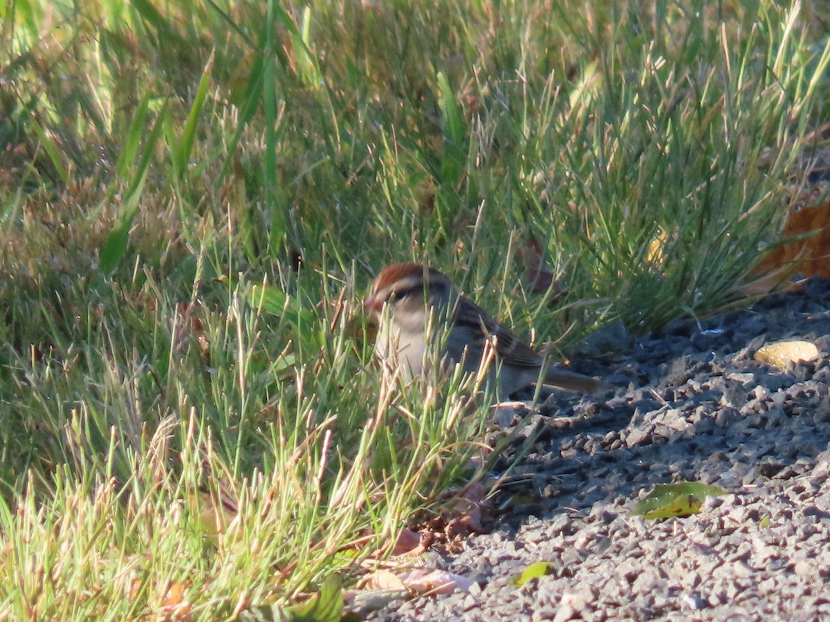 Chipping Sparrow - ML609347857