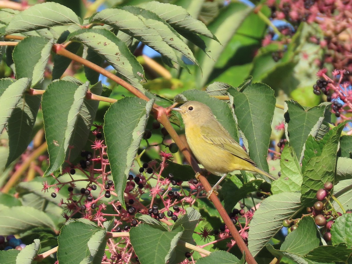 Nashville Warbler - Sandy Morrissey