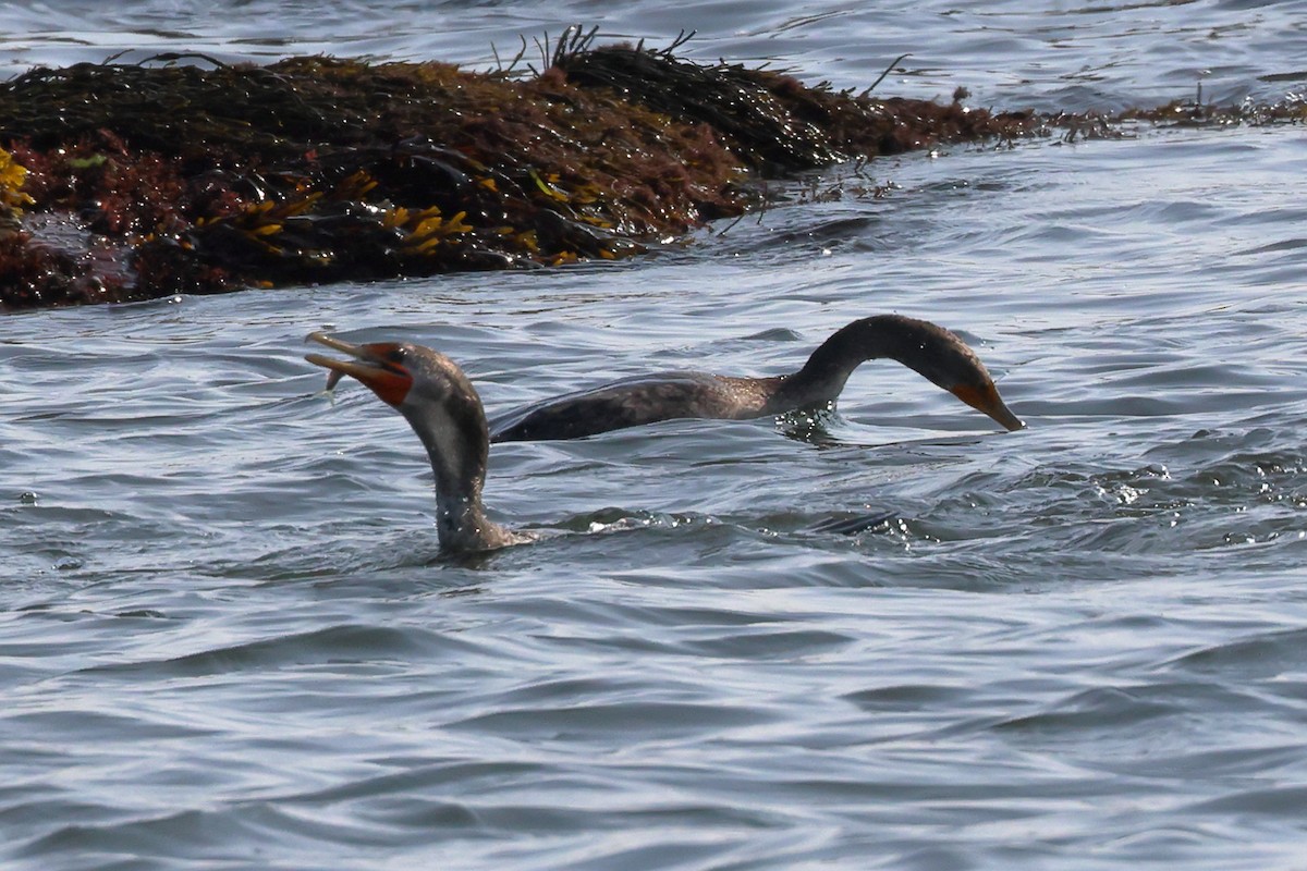 Double-crested Cormorant - Mark Miller