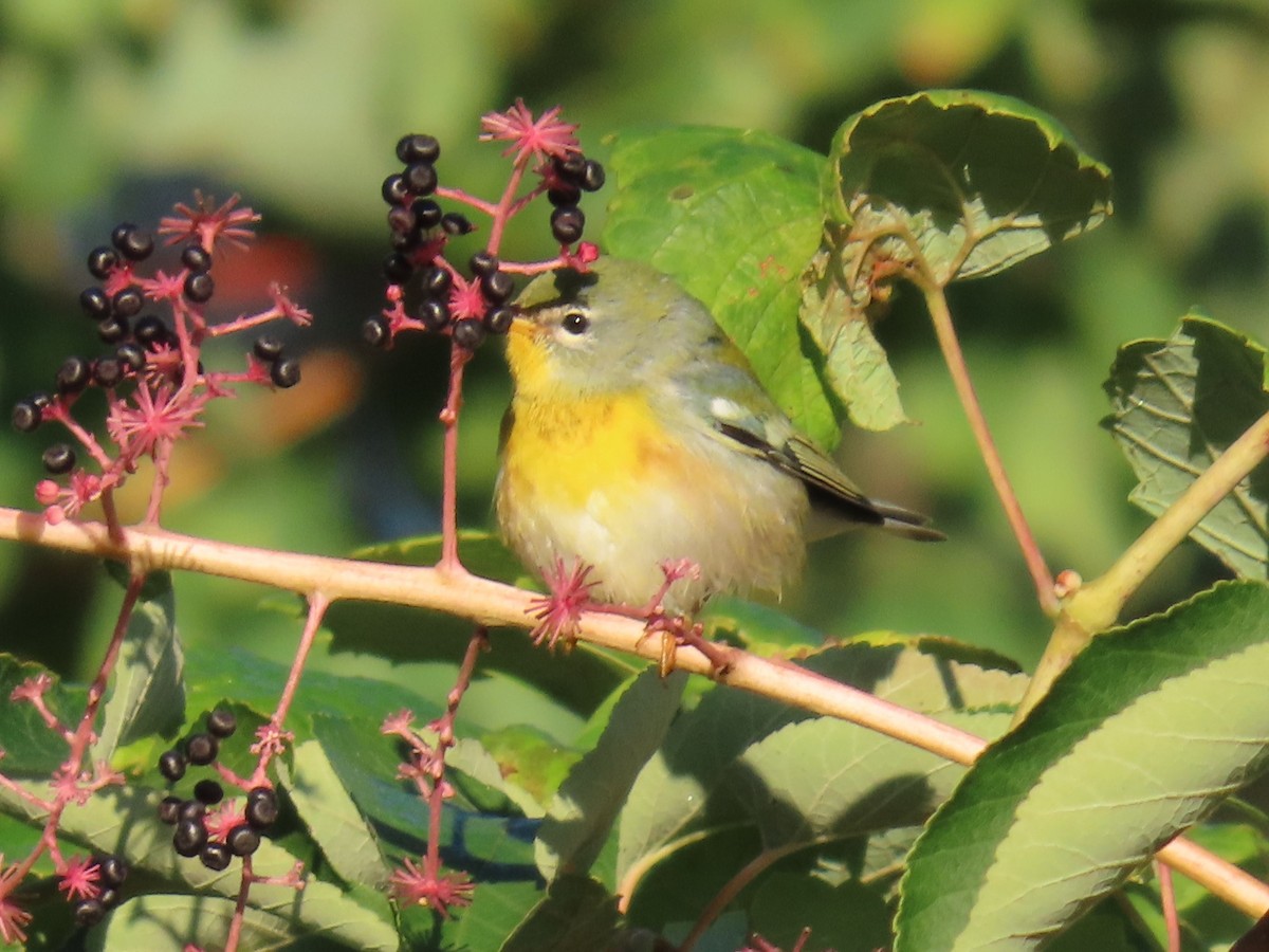 Northern Parula - ML609347878