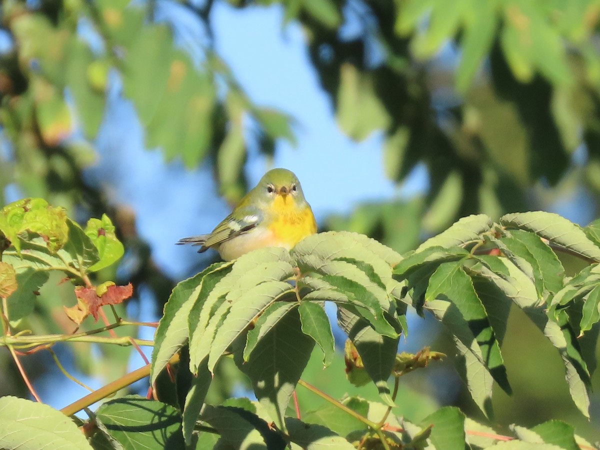 Northern Parula - ML609347879