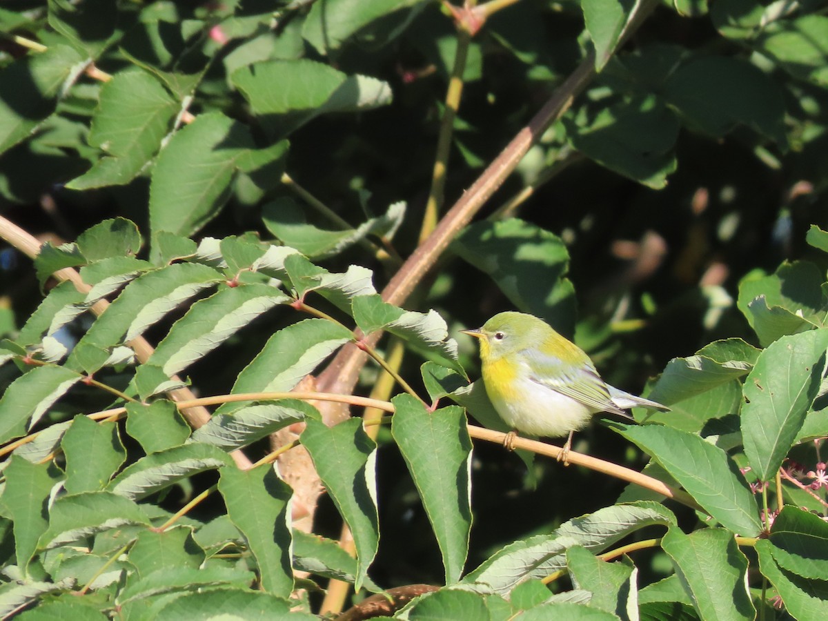 Northern Parula - ML609347880