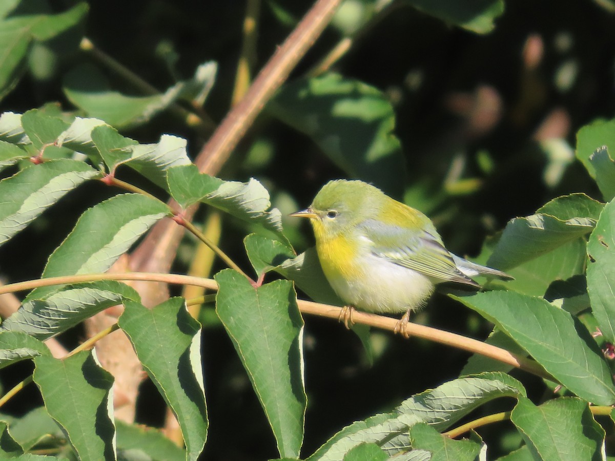 Northern Parula - ML609347881