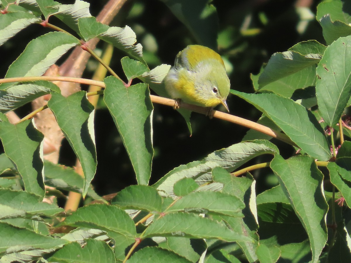 Northern Parula - ML609347882