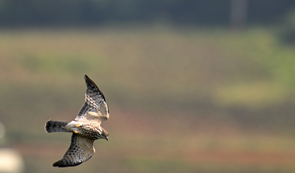 Chinese Sparrowhawk - Ting-Wei (廷維) HUNG (洪)