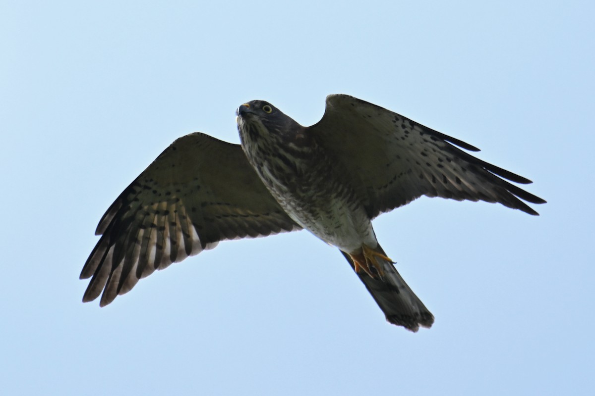 Chinese Sparrowhawk - Ting-Wei (廷維) HUNG (洪)