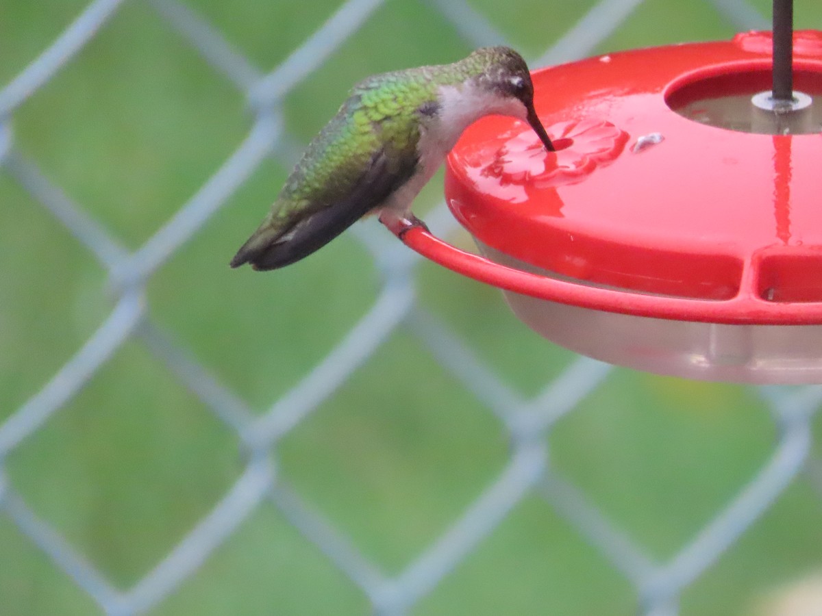 Colibrí Gorjirrubí - ML609348074